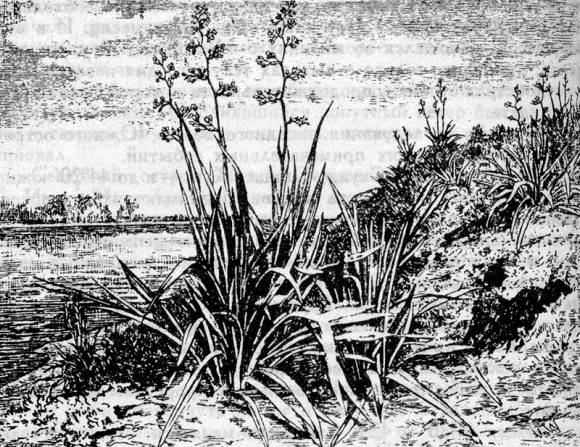 Новозеландский лен (иллюстрация из книги Ж. Верна 