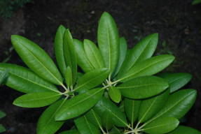 Рододендрон короткоплодный, листья