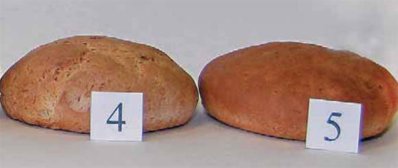 Хлеб, выпеченный из пшеницы сортов Алькоран (4) и Греммэ (5)