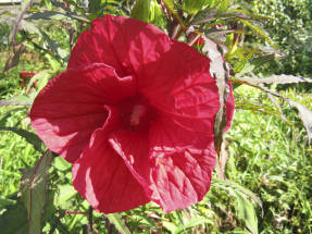 Гибискус Файерболл - цветок