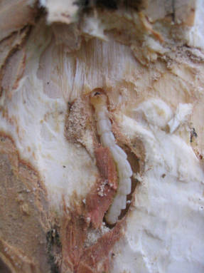 Личинка ясеневой изумрудной златки  перед окукливанием