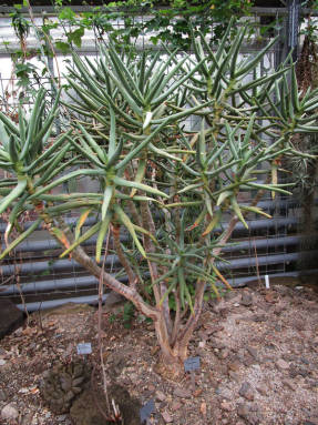 Алоэ многоветвистое (Aloe ramosissima)