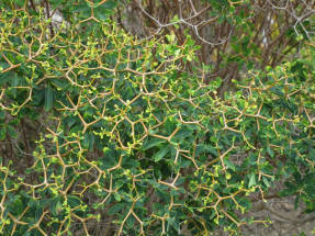 Euphorbia acanthotamnus