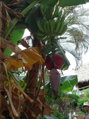 Цветущий и плодоносящий банан в Индии