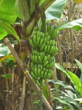 Плодоношение банана в Индии