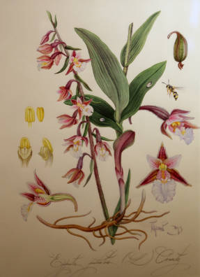 Павел Пугачев. Дремлик болотный Epipactis palustris 