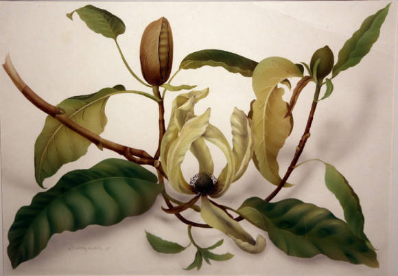 Ольга Макрушенко. Магнолия длиннозаостренная Magnolia acuminata