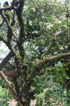 Растения-эпифиты на обычном дереве