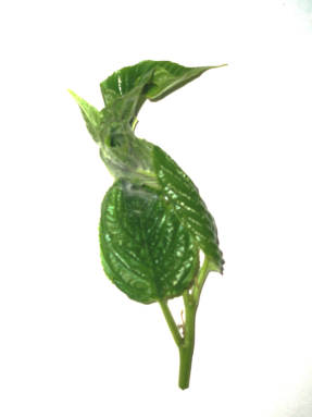 Листья жостера имеретинского, скрученные личинкой листовертки