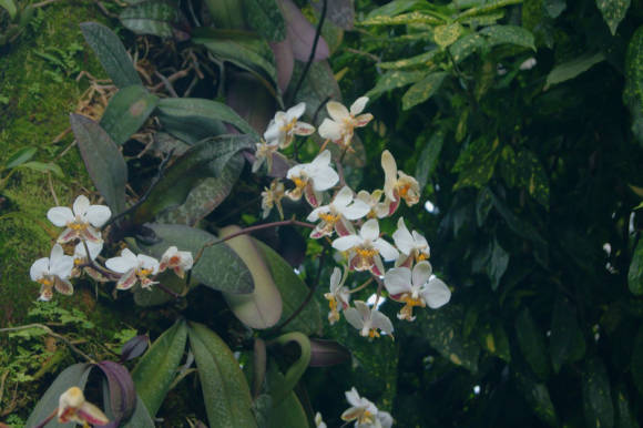 Фаленопсисы гибридные на фоне аукубы японской (Aucuba japonica)