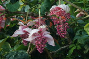 Пышные соцветия мединиллы великолепной (Medinilla magnifica)
