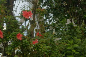 Рододендрон тупой (Rhododendron obtusum)