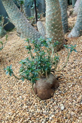 Пахиподиум двухшипный (Pachypodium bispinosum)