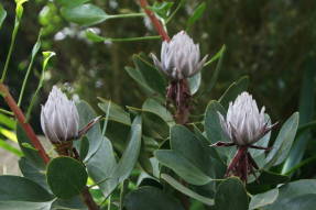 Протея артишоковая (Protea cynaroides) 