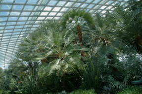 Стрелиции (Strelitzia  reginae) на фоне веерных пальм
