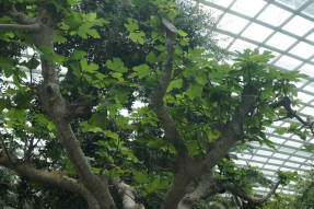 Инжир (Ficus carica) 