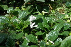 Цикламен персидский (Cyclamen persicum) среди живучки ползучей (Ajuga reptans)