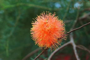 Цветок эвкалипта Eucalyptus ficifolia)