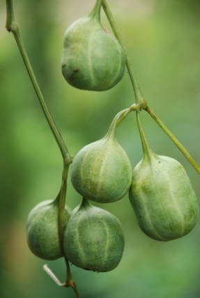 Кирказон ломоносовидный, плоды