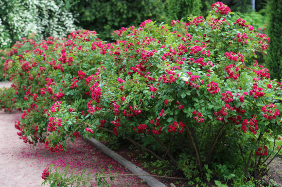 Роза садовая Гротендорст