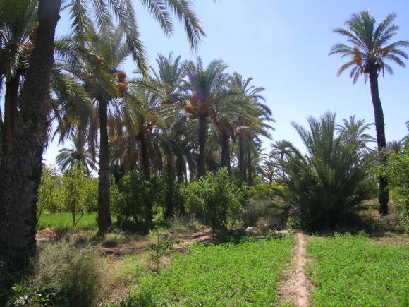 Финиковая плантация в Тунисе