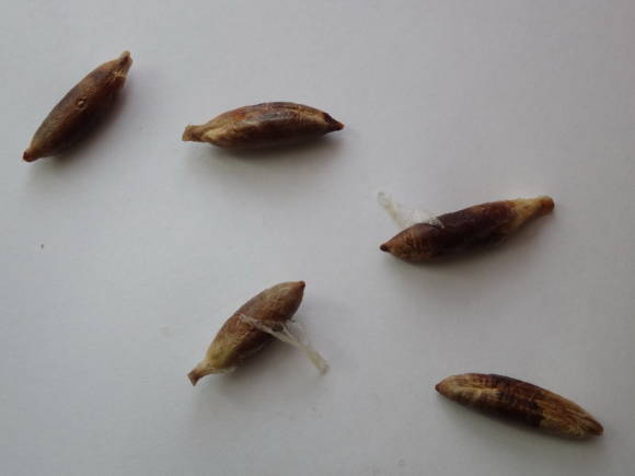 Семена с волокнистой оболочкой и зародышем