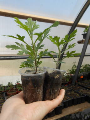 Через 2-3 недели после посадки черенки хризантемы мультифлора отращивают корни