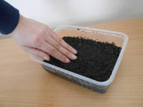 Почву полить кипятком и сеять семена по теплой почве (чтобы рука терпела)