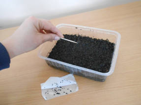 Раскладывать семена удобнее при помощи зубочистки, прижимая их к грунту