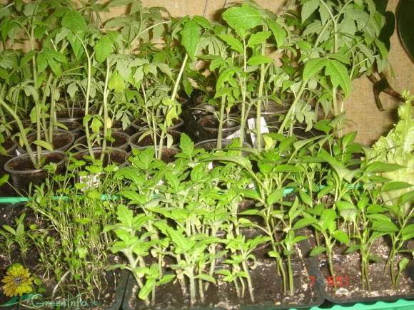 Любительская рассада томатов. Фото с форума GreenInfo.ru