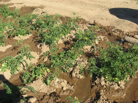 Полив томатов по бороздам-большие потери воды