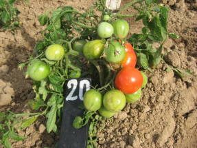 Как выращивать помидоры в открытом грунте в подмосковье?