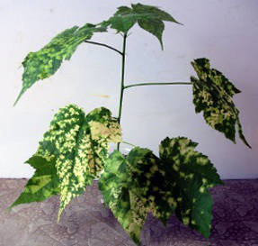 Абутилон с мраморными листьями