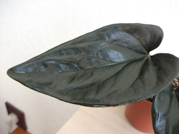 Сингониум краснолистный (Syngonium erythrophyllum)