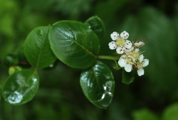 Арония земляничниколистная (Aronia arbutifolia) - одна из родительских форм сорбароний гибридной и  Арсена