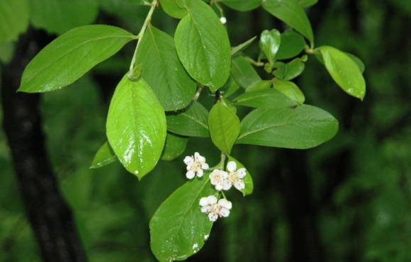 Арония сливолистная (Aronia prunifolia) - одна из родительских форм аронии Джека
