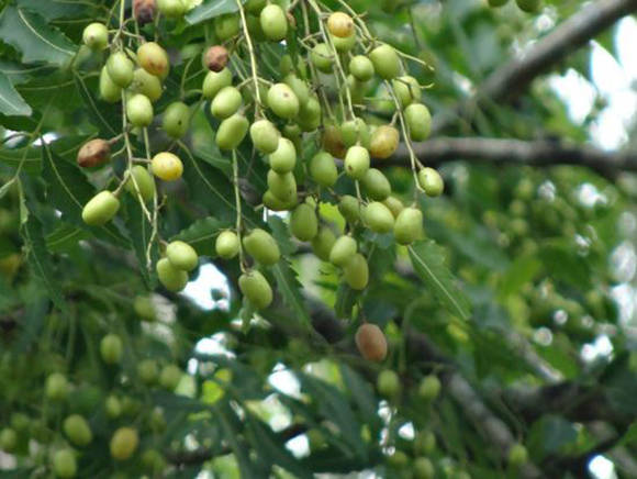 Ним, или азадирахта индийская (Azadirachta indica), плоды