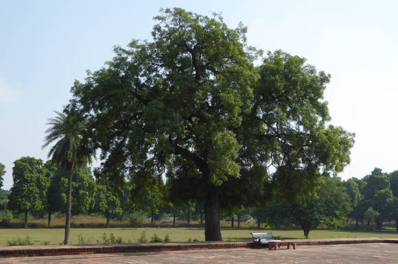 Ним, или азадирахта индийская (Azadirachta indica)