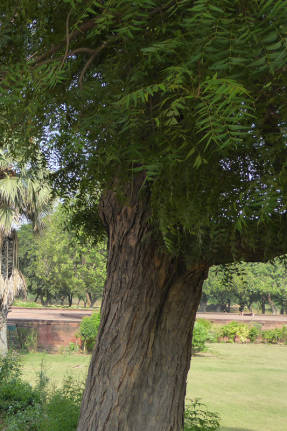 Ним, или азадирахта индийская (Azadirachta indica)