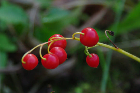Ландыш майский (Convallaria majalis), плоды