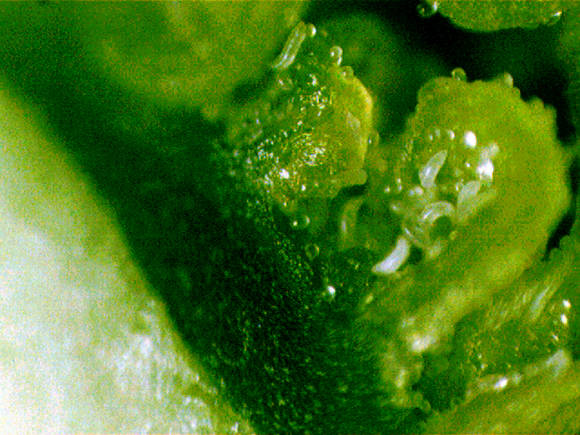 Cмородиновый почковый клещ внутри измененной почки под большим увеличением