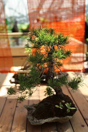 Сосна обыкновенная (Pinus sylvestris), 15 лет