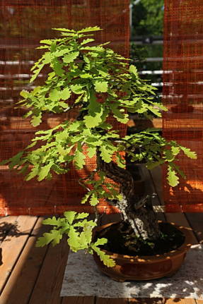 Дуб черешчатый (Quercus robur), 25 лет 