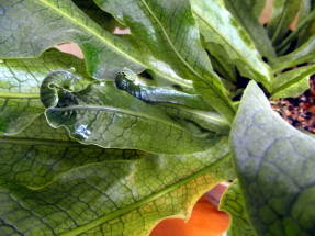 Микросорум бананолистный (Microsorum musifolium), сорт Crocodylus