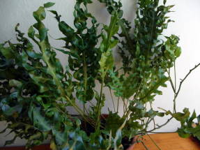 Микросорум сколопендровый (Microsorum scolopendria), сорт Green Wave