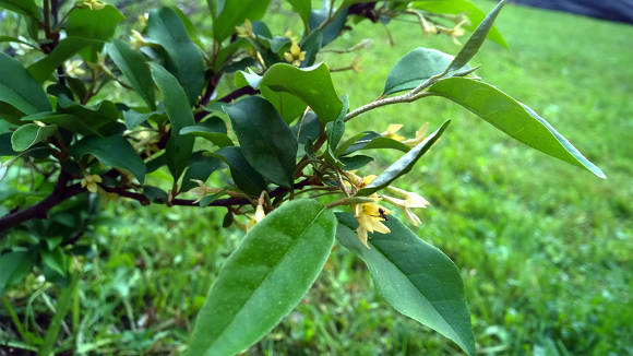 Лох многоцветковый (Elaeagnus multiflora) Таис