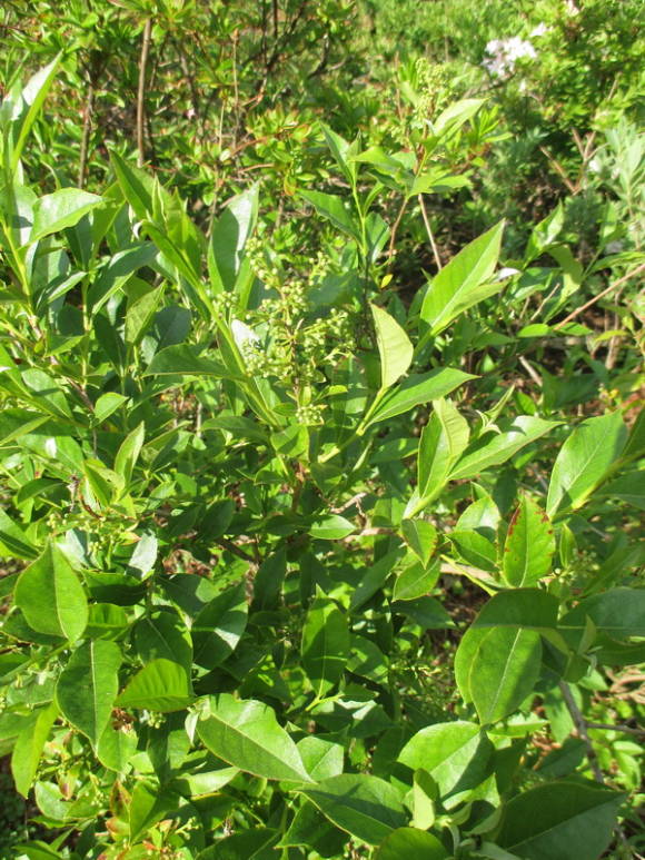 Лиония бирючиновидная (Lyonia ligustrina)