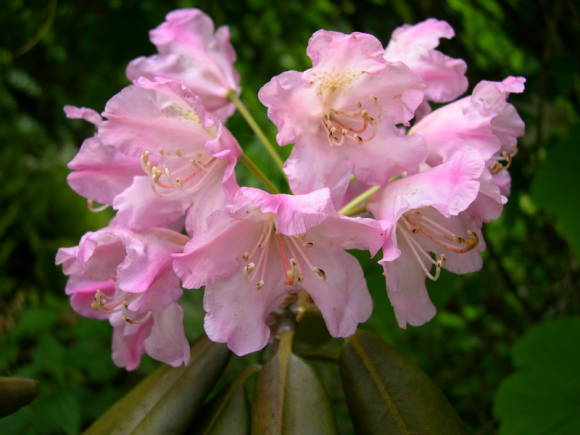 Рододендрон Дегрона (Rhododendron degronianum ssp degronianum)