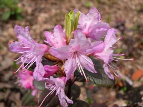 Рододендрон кистевидный (Rhododendron racemosum) 