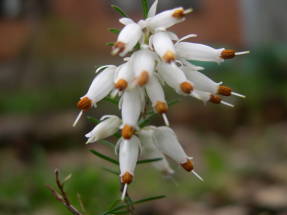 Эрика травяная (Erica herbacea) Alba